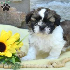 Corduroy, Shih Tzu Puppy